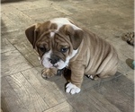 Small Photo #13 Bulldog Puppy For Sale in STEUBENVILLE, OH, USA