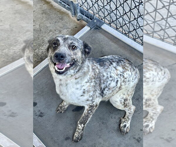 Medium Photo #8 Mutt Puppy For Sale in Bolivar, MO, USA