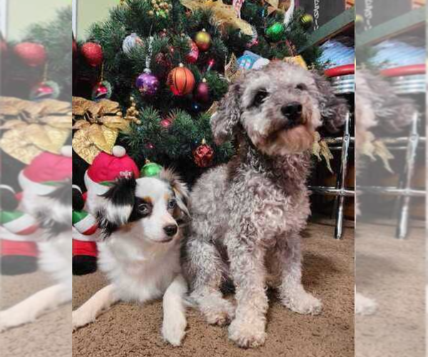 Medium Photo #1 Miniature American Shepherd-Poodle (Toy) Mix Puppy For Sale in JONES, OK, USA
