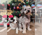 Small Photo #1 Miniature American Shepherd-Poodle (Toy) Mix Puppy For Sale in JONES, OK, USA
