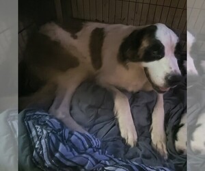 Mother of the Saint Bernard puppies born on 08/01/2026