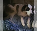 Small Photo #1 Saint Bernard Puppy For Sale in GRAND BAY, AL, USA
