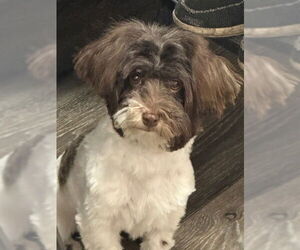 Havanese Dogs for adoption in Fort Wayne, IN, USA