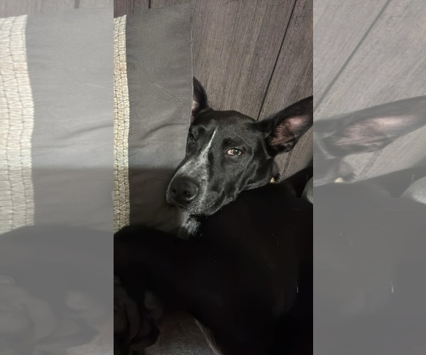 Medium Photo #3 Mutt Puppy For Sale in Coralville, IA, USA