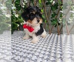 Small #4 Yorkshire Terrier