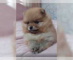 Pomeranian Puppy for sale in BANK OF AMERICA, MO, USA