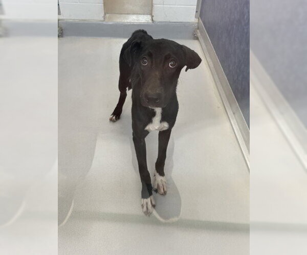 Medium Photo #1 Doberman Pinscher-Labrador Retriever Mix Puppy For Sale in Rowlett, TX, USA