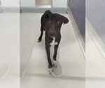 Small Doberman Pinscher-Labrador Retriever Mix