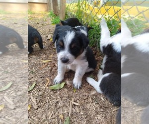 Miniature Australian Shepherd-Texas Heeler Mix Puppy for sale in GRETNA, VA, USA