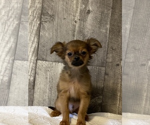 Chihuahua Puppy for sale in CANOGA, NY, USA