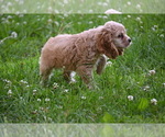 Small #18 Cocker Spaniel