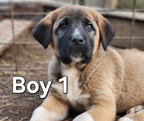 Medium Photo #1 Central Asian Shepherd Dog-Kangal Dog Mix Puppy For Sale in EIDSON, TN, USA