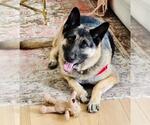 Small #5 German Shepherd Dog
