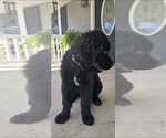 Puppy Zoey Newfoundland