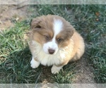 Small Photo #5 Australian Shepherd Puppy For Sale in COLESVILLE, MD, USA