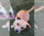 Small #2 Chihuahua Mix