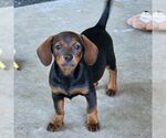 Small #1 Chiweenie