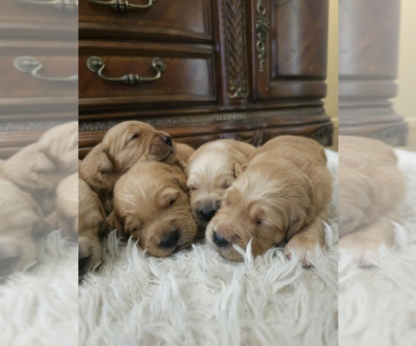 Medium Photo #3 Golden Retriever Puppy For Sale in ELVERTA, CA, USA