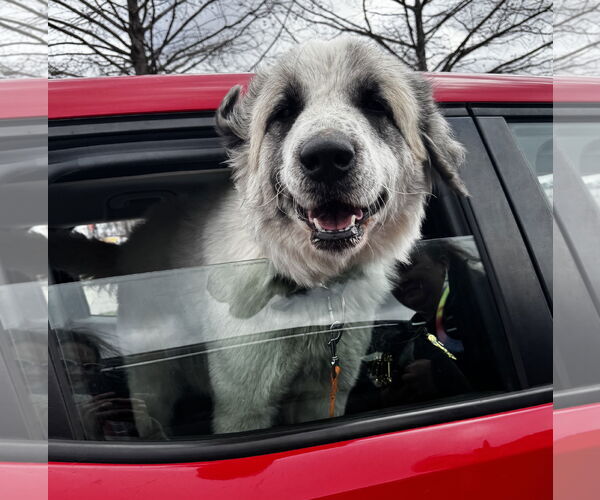Medium Photo #2 Great Pyrenees Puppy For Sale in Brooklyn Center, MN, USA
