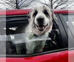 Small #1 Great Pyrenees