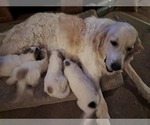Puppy 1 Great Pyrenees