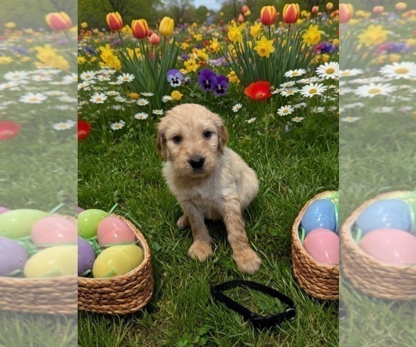 Medium Photo #2 Goldendoodle Puppy For Sale in MALVERN, OH, USA
