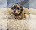 Puppy Martha Washingt Havanese