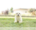 Small Photo #3 Maltese Puppy For Sale in WARSAW, IN, USA