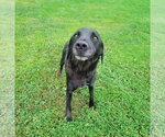 Small Labrador Retriever Mix