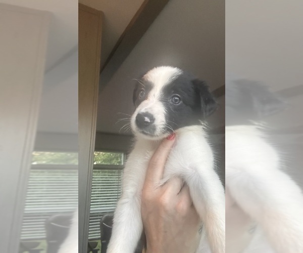 Medium Photo #15 Border Collie Puppy For Sale in BRISTOW, OK, USA