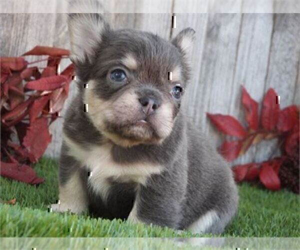 Medium Photo #8 French Bulldog Puppy For Sale in ORLANDO, FL, USA