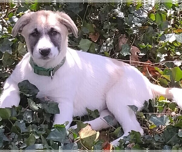 Medium Photo #20 German Shepherd Dog-Great Pyrenees Mix Puppy For Sale in JONESBORO, GA, USA