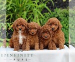 Small #1 Goldendoodle (Miniature)