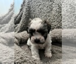 Small Photo #45 Zuchon Puppy For Sale in RENO, NV, USA
