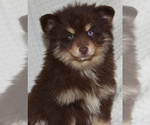 Small Photo #11 Pomsky Puppy For Sale in DENTON, TX, USA
