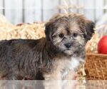 Small Photo #2 Shorkie Tzu Puppy For Sale in MOUNT VERNON, OH, USA