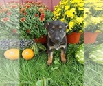Small Photo #2 German Shepherd Dog Puppy For Sale in MILLERSTOWN, PA, USA