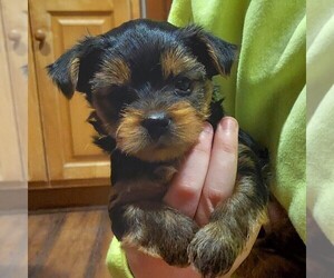 Yorkshire Terrier Puppy for sale in LEHIGHTON, PA, USA