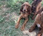 Small #1 Irish Setter