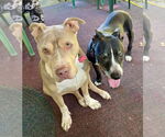 Small #14 Staffordshire Bull Terrier Mix