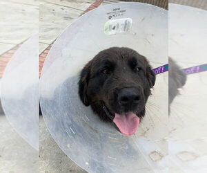 Labrador Retriever-Saint Bernard Mix Dogs for adoption in San Diego, CA, USA