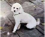 Small Photo #4 Poodle (Toy) Puppy For Sale in PORTLAND, OR, USA