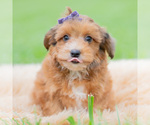 Puppy 10 Yorkipoo