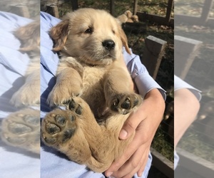 Golden Retriever Puppy for sale in MINERAL, VA, USA