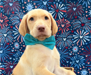 Medium Labrador Retriever
