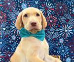 Puppy Dale Labrador Retriever