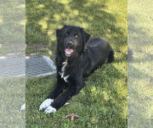 Borador Dogs for adoption in San Diego, CA, USA