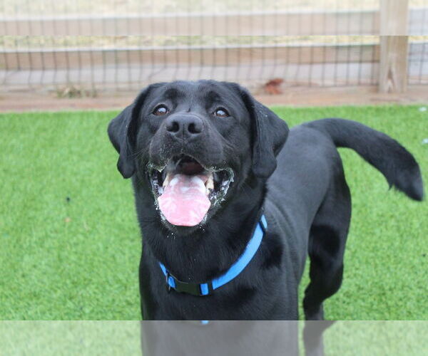Medium Photo #4 Labrador Retriever Puppy For Sale in Chestertown, MD, USA