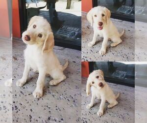 Labradoodle Puppy for sale in BRIARCLIFF, TX, USA