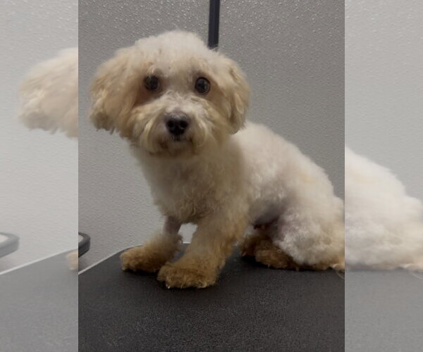 Medium Photo #1 Shih-Poo Puppy For Sale in Sanford, FL, USA